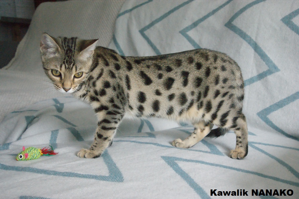 CHATON BENGAL BROWN SPOTTED